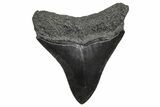 Juvenile Megalodon Tooth - South Carolina #359013-1